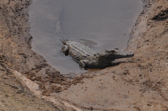 Crocodile rivière Kruger