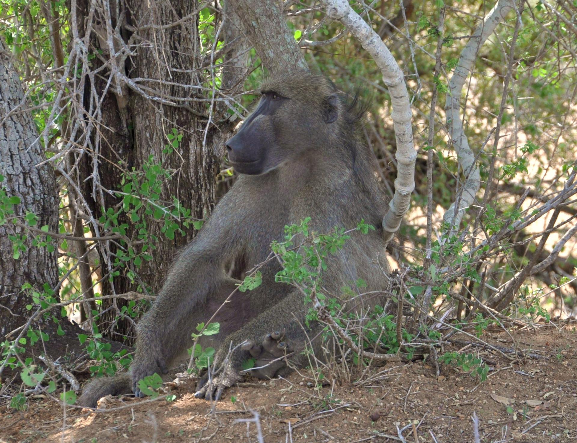 Babouin dans le Parc Kruger